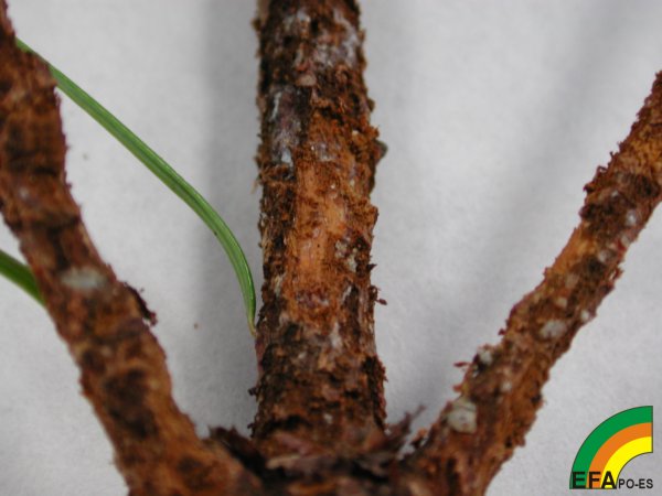 Hylobius abietis (Gorgojo del Pino) - Síntoma del ataque de Hylobius abietis.jpg
